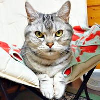 凛々しい表情が素敵なソルトくん（画像提供：31クレープさん）