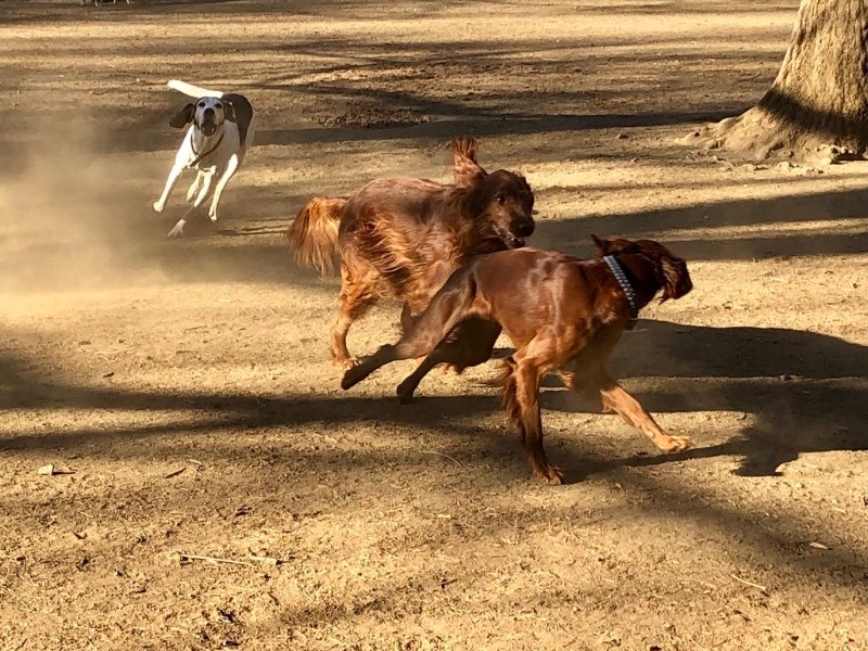 「ちょ、待って～」ランでうーとナルを追うベス（泉水さん提供）
