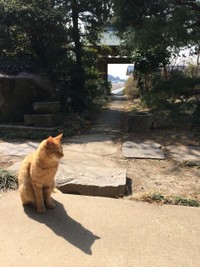 愛されながら天国へ旅立ったチャメちゃん