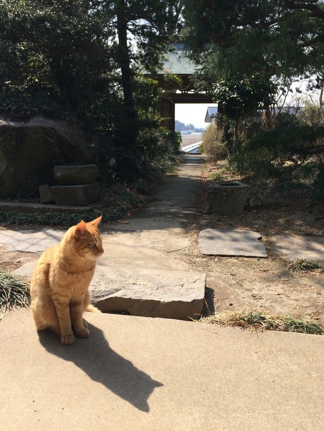 愛されながら天国へ旅立ったチャメちゃん