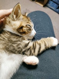 保護から1カ月、膝上ですやすや眠るシエルくん（画像提供：BigBobさん）