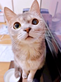 左目の視力は失ったけれど健康を取り戻した翠ちゃん（画像提供：@rhdrw.anさん）