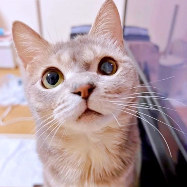 左目の視力は失ったけれど健康を取り戻した翠ちゃん（画像提供：@rhdrw.anさん）