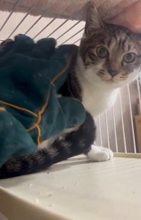 人間をひどくおびえるという子猫すずはくん（「茂庭台にゃんこ〜おうち見つけ隊〜」さん提供、Xよりキャプチャ撮影）