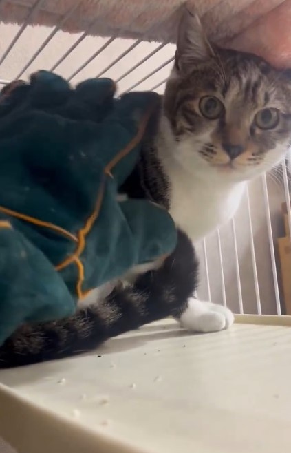 人間をひどくおびえるという子猫すずはくん（「茂庭台にゃんこ〜おうち見つけ隊〜」さん提供、Xよりキャプチャ撮影）