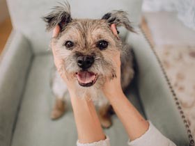 コロナ禍で新たに飼われ始める犬猫が増加、生活の変化が需要生む　業界団体が推計