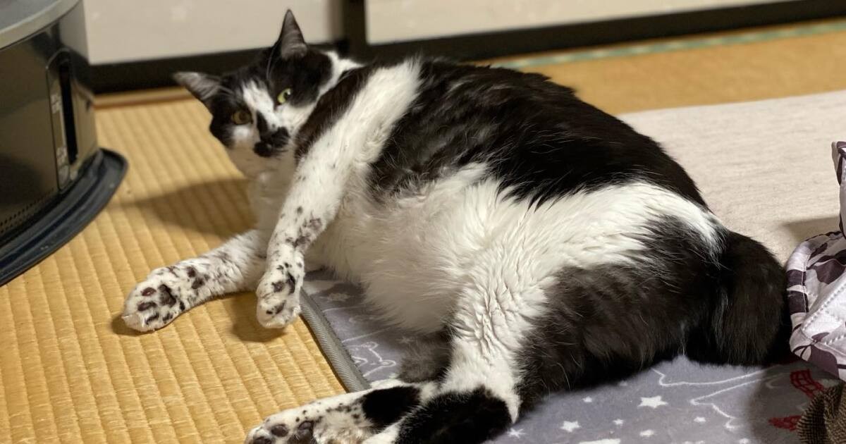 ゴミ捨て場に捨てられていた雑種猫 チョビ 健やかに育ちまるでシャチ気分 犬 猫との幸せな暮らしのためのペット情報サイト Sippo ゴミ捨て場に捨てられていた雑種猫 チョビ 健やかに育ちまるでシャチ気分 犬 猫との幸せな暮らしのためのペット情報サイト Sippo