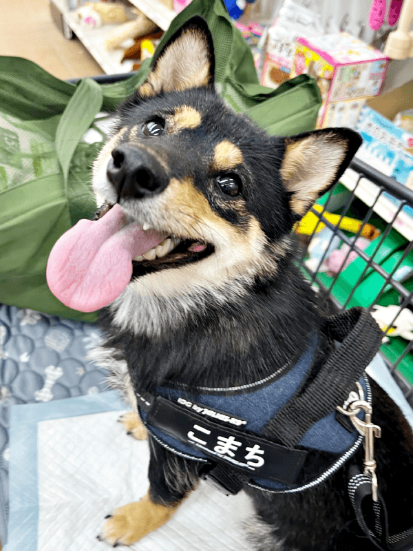 買い物中、カートに乗って笑みを浮かべるこまちちゃん（画像提供：黒柴 こまちさん）