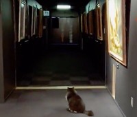 夜の美術館には猫の姿が…(太刀川るいさんTwitterより・動画のキャプチャ)