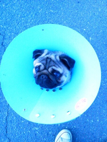 小さいころは石を拾い食いしてしまう癖があり、カラーをつけながらお散歩していた（みのりさん提供）