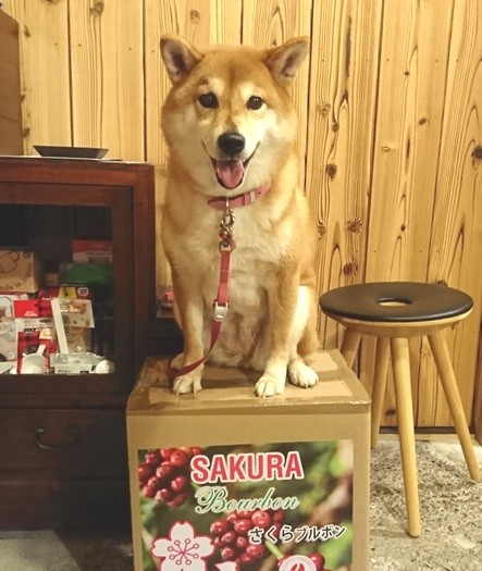 「さくらブルボン」の箱に乗るさくら（宮本さん提供）