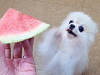 超高速で「ちょうだい！」と両前足を上下に揺らすこまちちゃん（画像提供：comatemaさん）