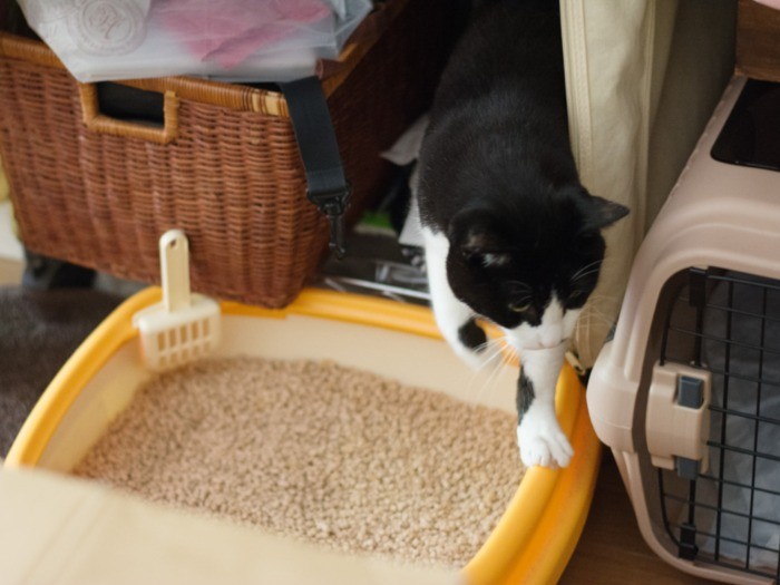 「通り道にトイレ置かれると邪魔だよね」（小林写函撮影）