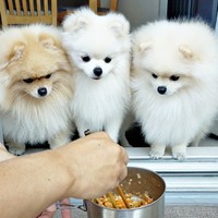 ご飯をじっと見つめる（左から）母犬のとろろちゃん、すももくん、つららくん（画像提供：ポメラニアンのとろろさん）