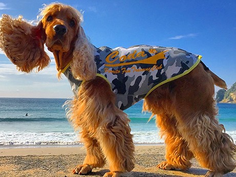 サーフィン犬のコーダ　ボード操り、華麗に波乗り