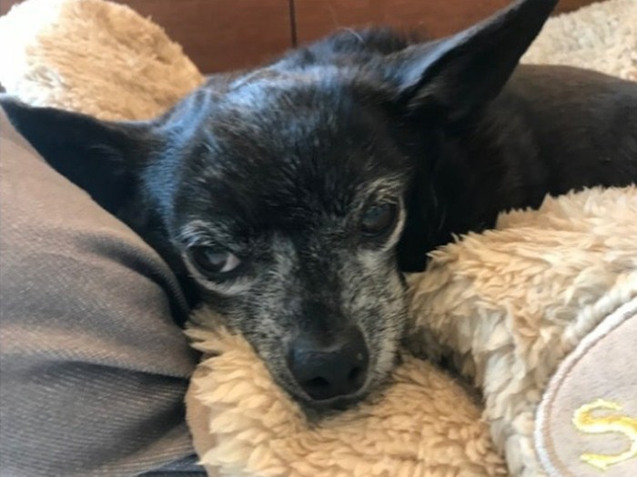 今日もお耳が広がっているジェームス・太陽・ブラウン

