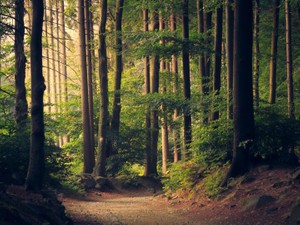 スマホと離れて「いいな」が変わった。変わらない自然に教わったこと