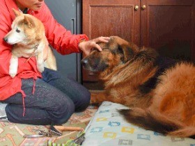 老犬・老猫ホーム　命と向き合い、看取りまでお世話