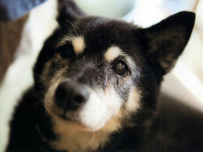 ありし日のネネちゃん。心優しくて、猫とともに育ったせいか、自分を猫だと思っていたフシも