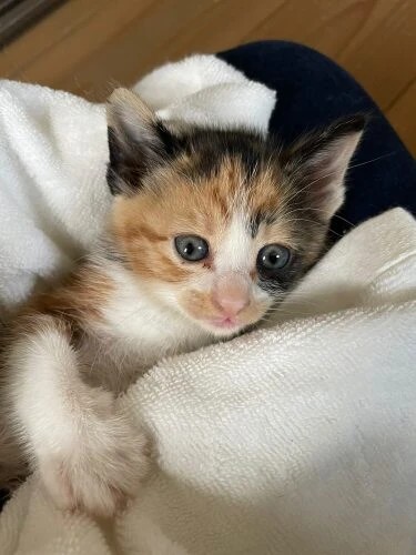 家にきたころの「つくし」

