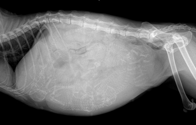 「腹水＝FIP？」増える誤診リスクに現役獣医が苦言（獣医させっち先生提供）