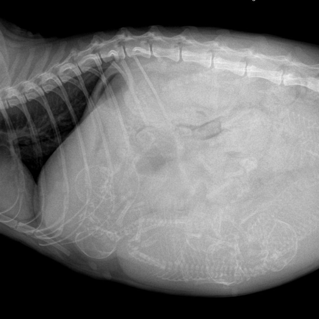 「腹水＝FIP？」増える誤診リスクに現役獣医が苦言（獣医させっち先生提供）
