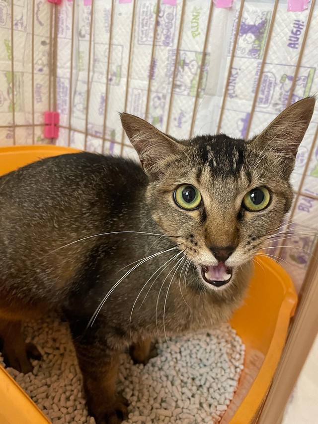 おしっこ上手にできたよ＝anko_kinako222さん提供