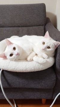 雪のように白い被毛、ピンクの鼻や耳も可愛い＝ぽむぽわカレンダー発売中さん提供（@pom_powa_nyan）