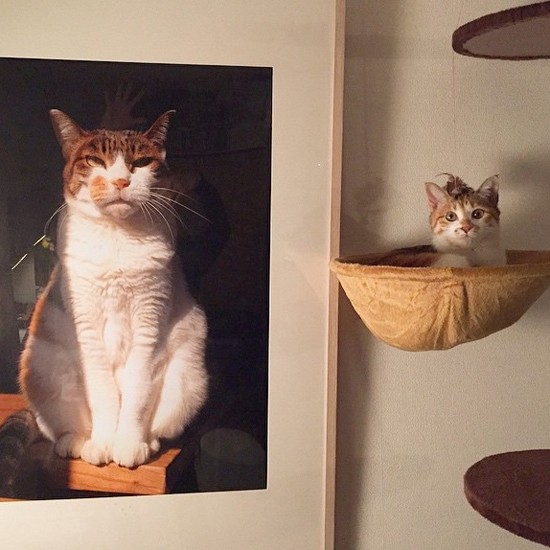 ポチがいなくなった後に飾った写真と子猫のポチ実（山田さん提供）