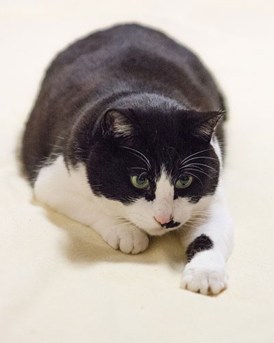 動く物体を見つけて捕獲の態勢（小林写函撮影）