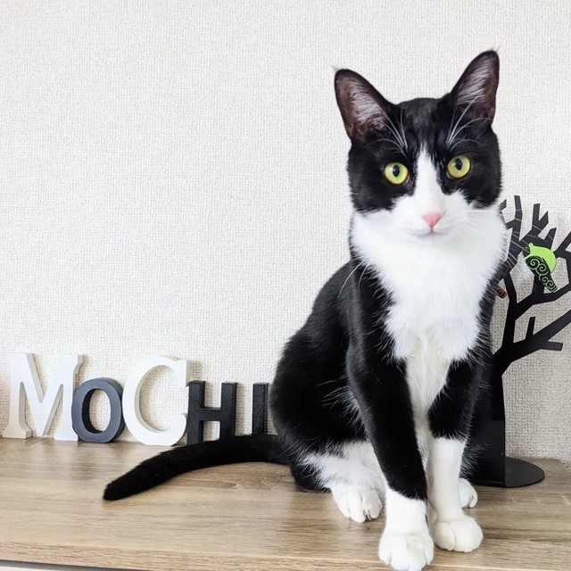 どう？モデルっぽくやってみた