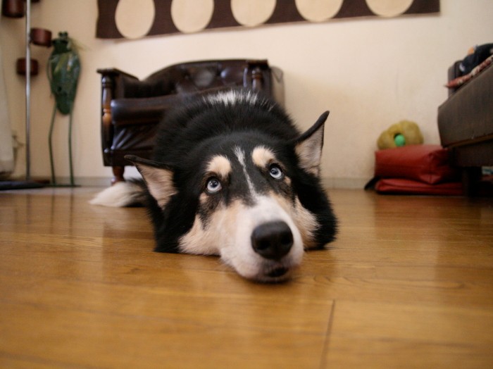 ぽよーんとした顔