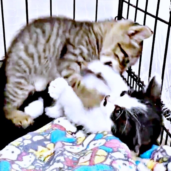 保護されたころ、キジトラの子猫・椿ちゃん（画像提供：ねここさん）