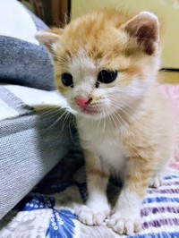 保護時、生後推定2カ月。つぶらな瞳が愛らしいみやびちゃん（画像提供：ふみさん）