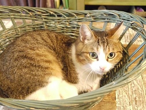 エステで猫に癒やされる？！　人気No.1セラピストは猫