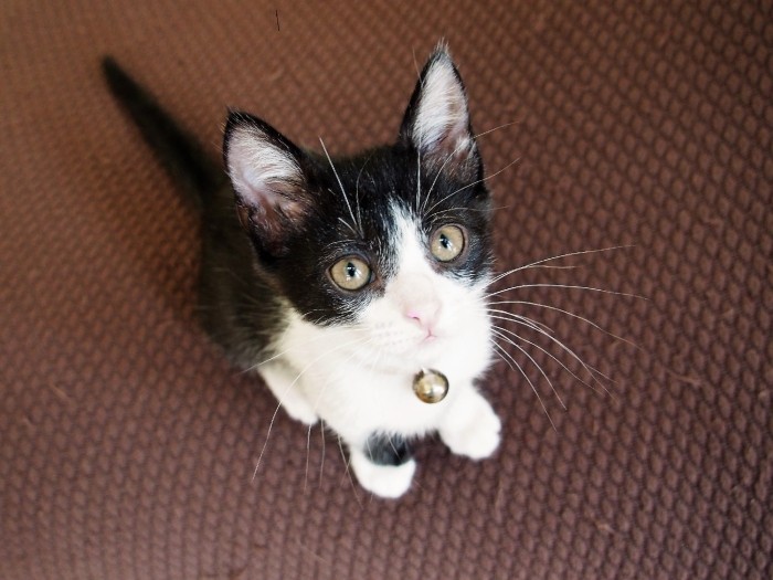 小柄なれど機敏なコリン