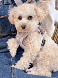 「天性の陽キャ」！？ チラ見ショットも愛らしいこぐまちゃん（画像提供：こぐまとこぐみさん）