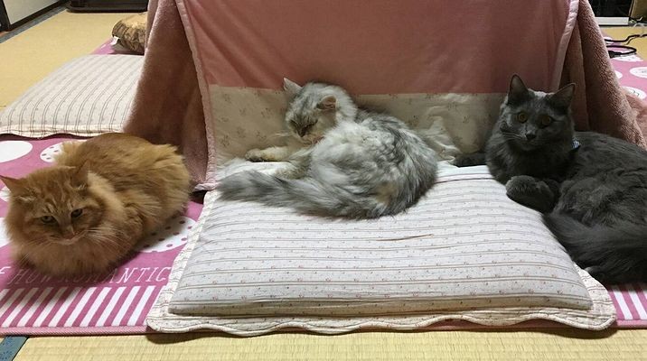 チャトランとウイスキーに囲まれるクラン「天国のカマン、私イケメンに守られてるわよ」「僕らがお守りします」