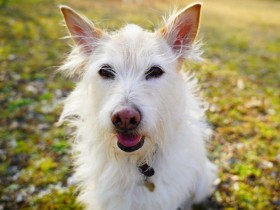 MIX犬「こはる」は後輩犬猫にもやさしい、一家のおねえさん　