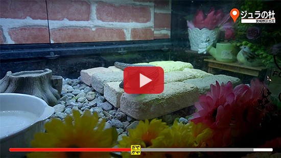 #512ジュラの杜①