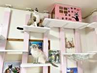 飼い主さんお手製のキャットウォーク。毎日元気に遊ぶりぶちゃん（画像提供：べじたりあん。さん）