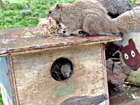 巣箱の中には別のリスが！ 巣材をくわえ、屋根の上に戻るクリハラリス（画像提供：NPO法人町田リス園 公式）