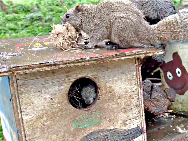 巣箱の中には別のリスが！ 巣材をくわえ、屋根の上に戻るクリハラリス（画像提供：NPO法人町田リス園 公式）