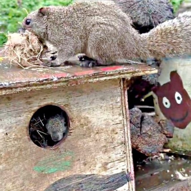 巣箱の中には別のリスが！ 巣材をくわえ、屋根の上に戻るクリハラリス（画像提供：NPO法人町田リス園 公式）
