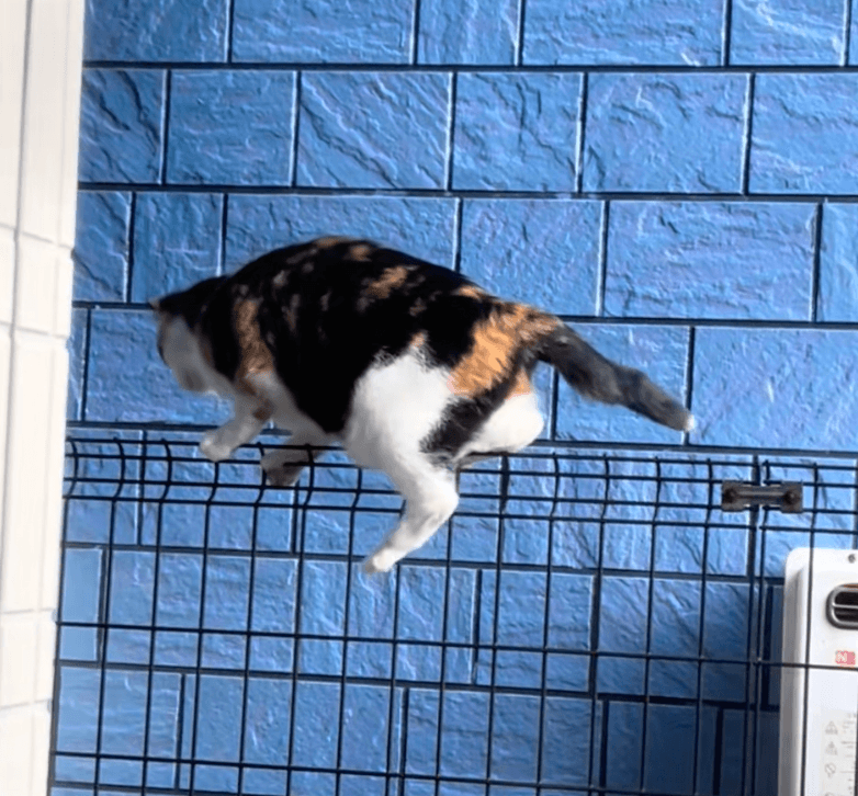 ベランダにいた野良猫、撮影されているのに気づくと…！？（提供：@kitsukiko432さん）
