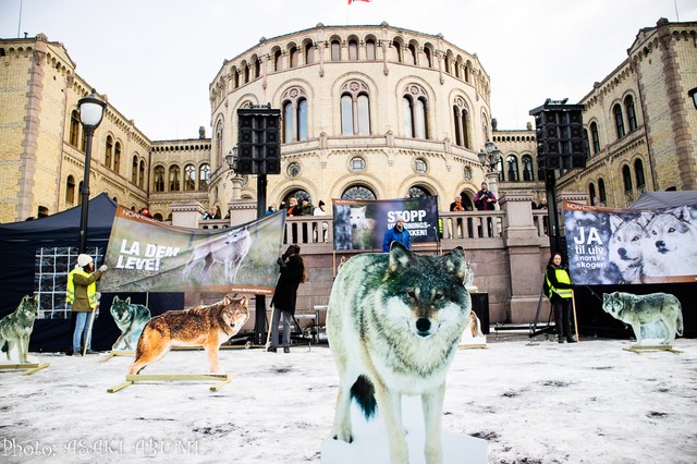 ノルウェーはなぜ 生息数の４分の１もの野生オオカミを射殺するのか 朝日新聞globe