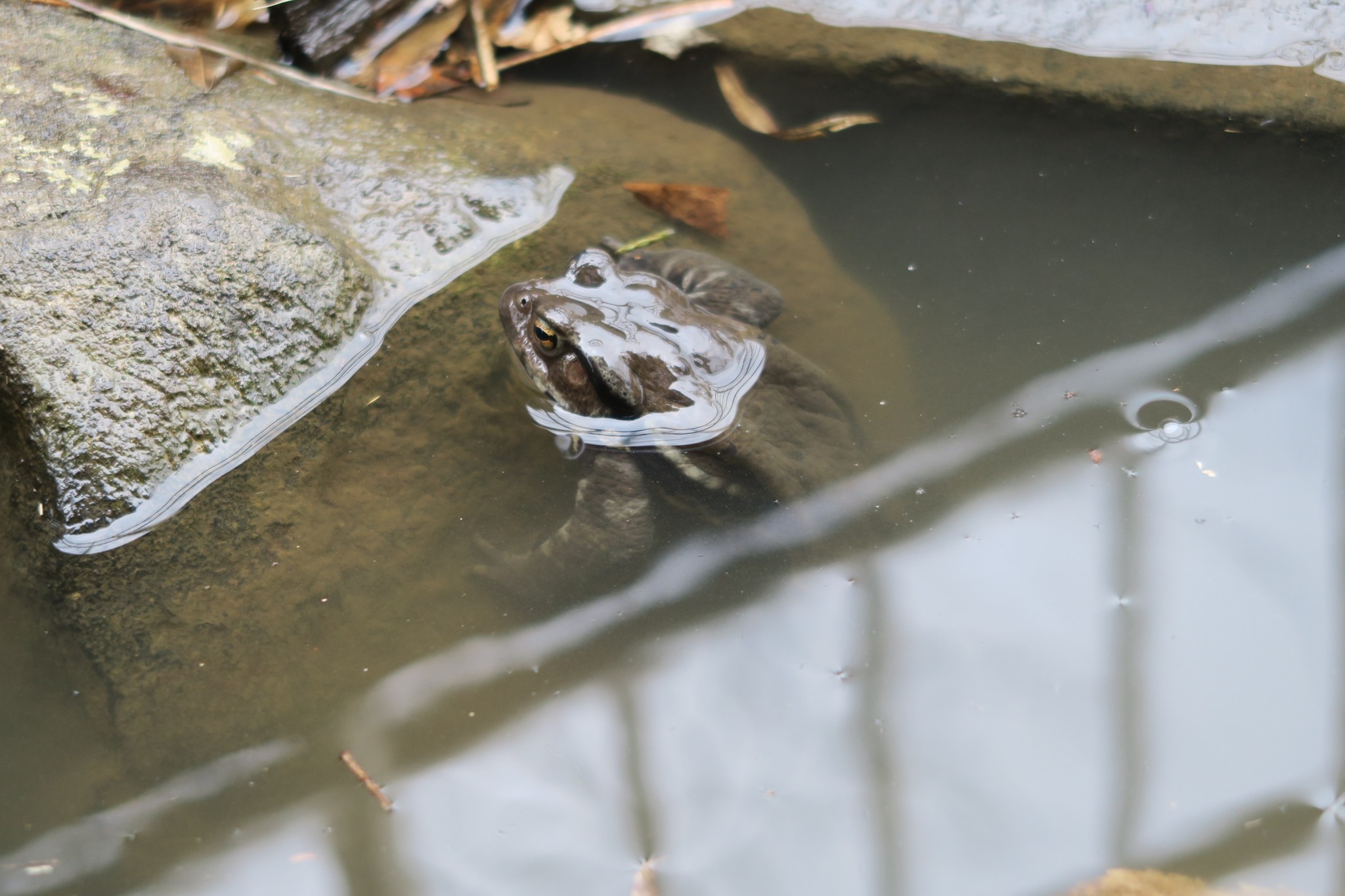 カエルが苦手な人は、離れてみて」公園の大人向けに掲示されたポスター