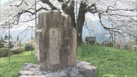 醍醐桜（資料画像）