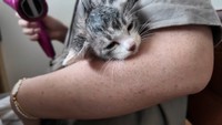 ドライヤーでブローされてちょっと緊張している様子（提供：おかゆ生活さん）
