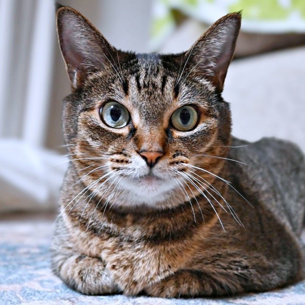 香箱座りをしながらくつろぐかまどちゃん（画像提供：たまご@猫とごはんさん）